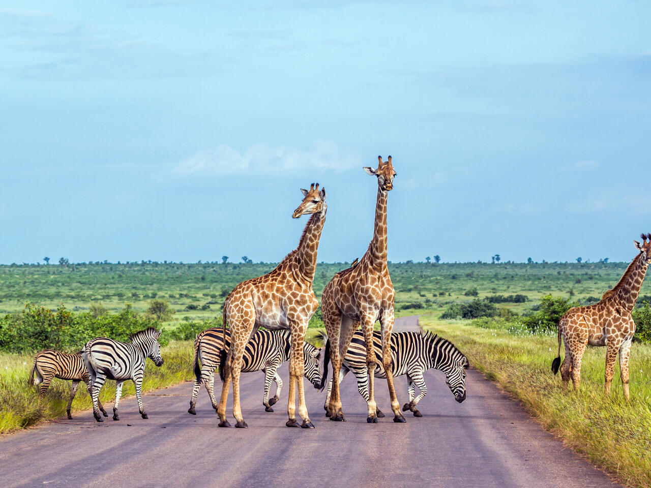 Giraffe and Plains zebra in Kruger National park, South Africa
