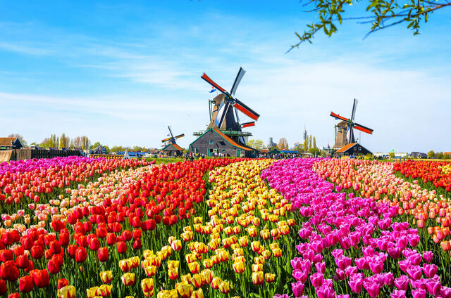 Holland: Willkommen im Land der Tulpen