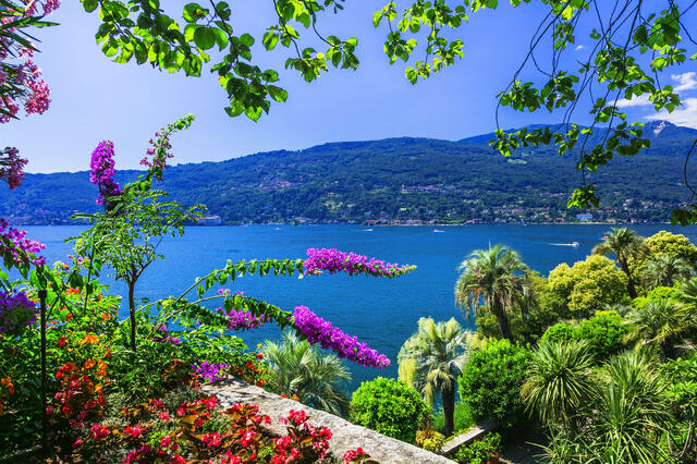 Kamelienblüte am Lago Maggiore
