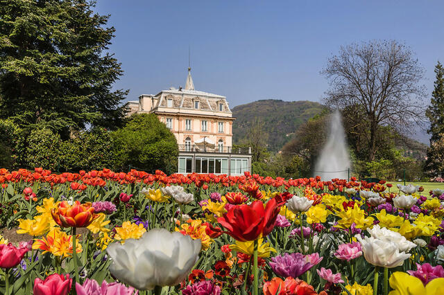 Tulpenblüte am Lago Maggiore