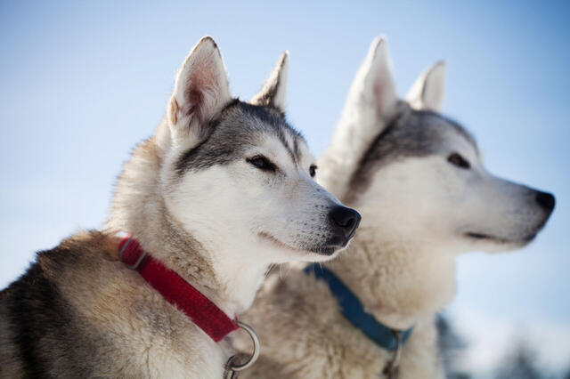 Alaska Kreuzfahrt & Vancouver