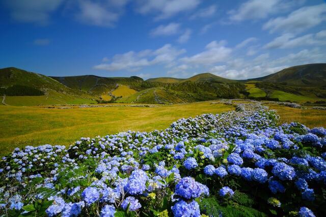 LE BOREAL - L'essentiel des Açores