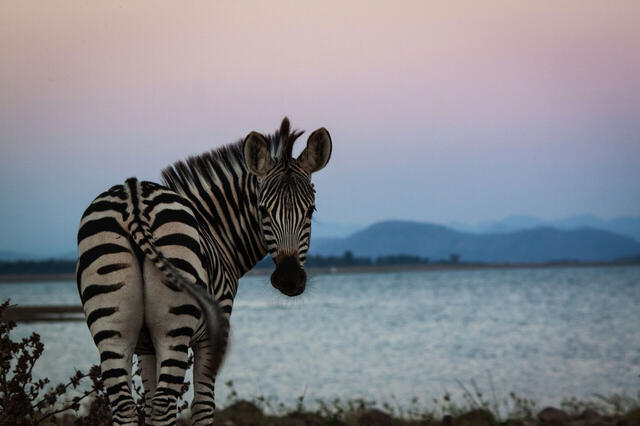 Safari Kreuzfahrt