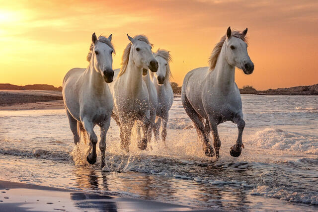 Rhône - Burgund & Provence