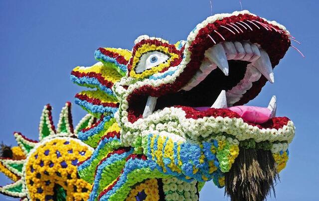 Blütenpracht in Holland