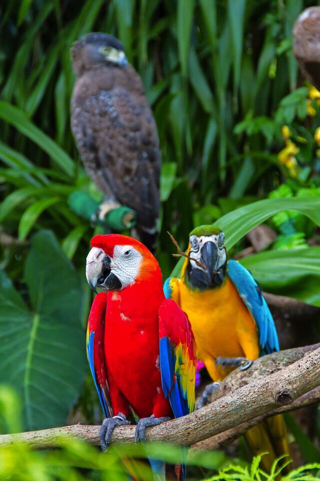 Surpenante Guyane