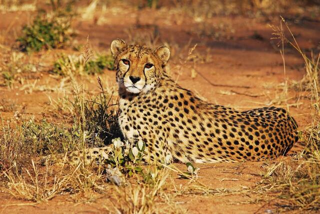 Namibia, Botswana & Simbabwe