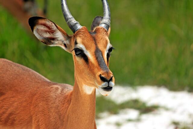 Namibia, Botswana & Simbabwe