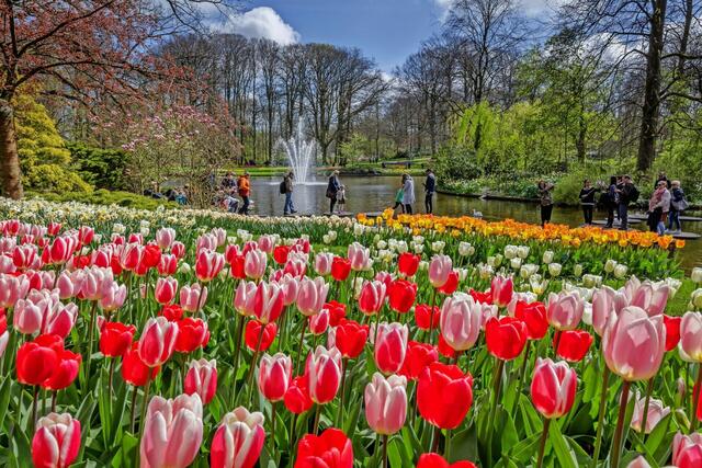 Holland: Willkommen im Land der Tulpen