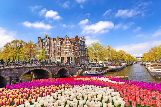 Tulpenblüte in Holland