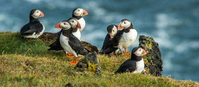 Puffin, Heimaey coast, South Iceland