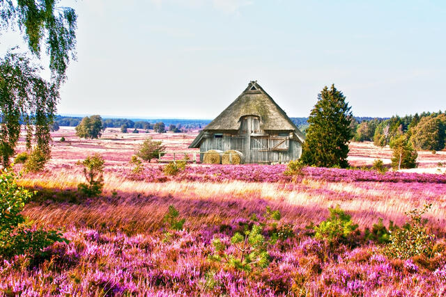 die Lüneburger Heide, HDR