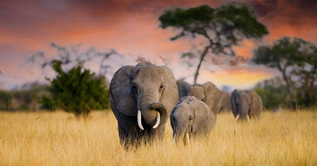 A herd of wild elephants walk through the savanna of Tarangire National Park in Tanzania, East Africa