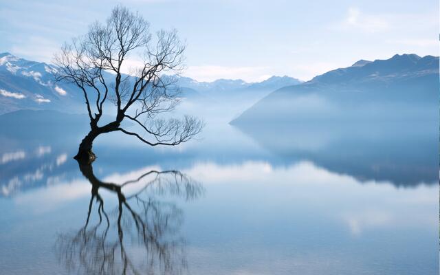 Wanaka Tree Neuseeland