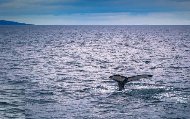 Iceland - Husavik