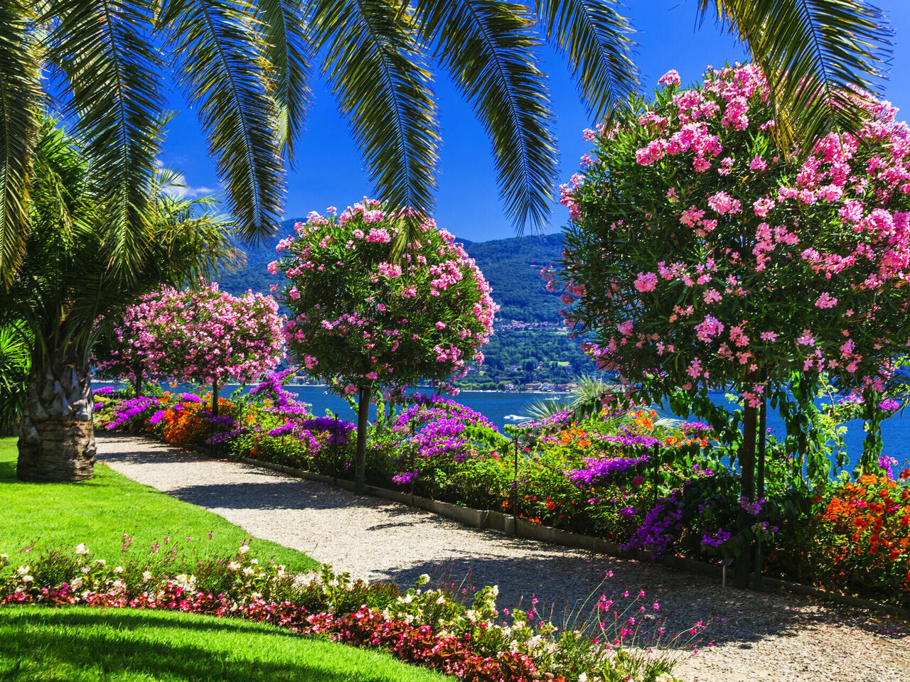 Tulpenblüte am Lago Maggiore