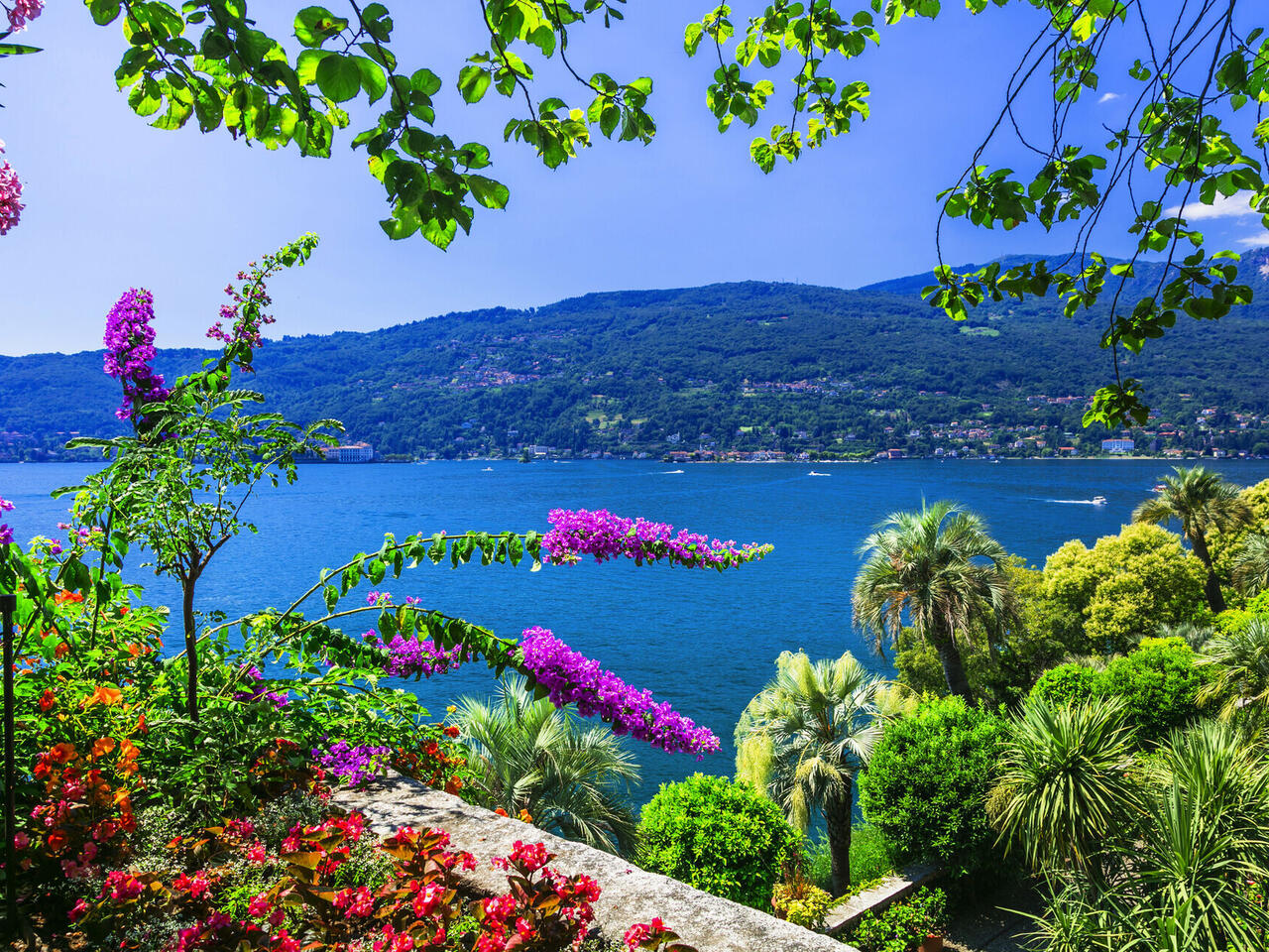 Kamelienblüte am Lago Maggiore