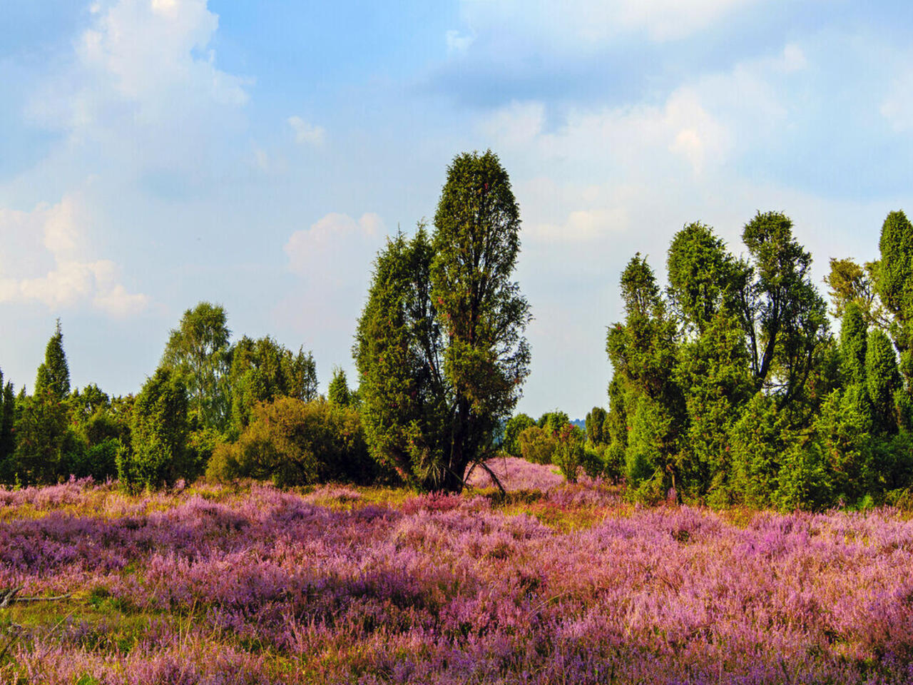 Heideblüte in der Lüneburger Heide