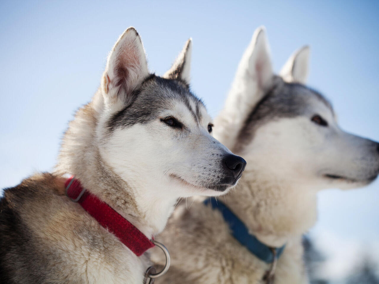 Alaska Kreuzfahrt & Vancouver