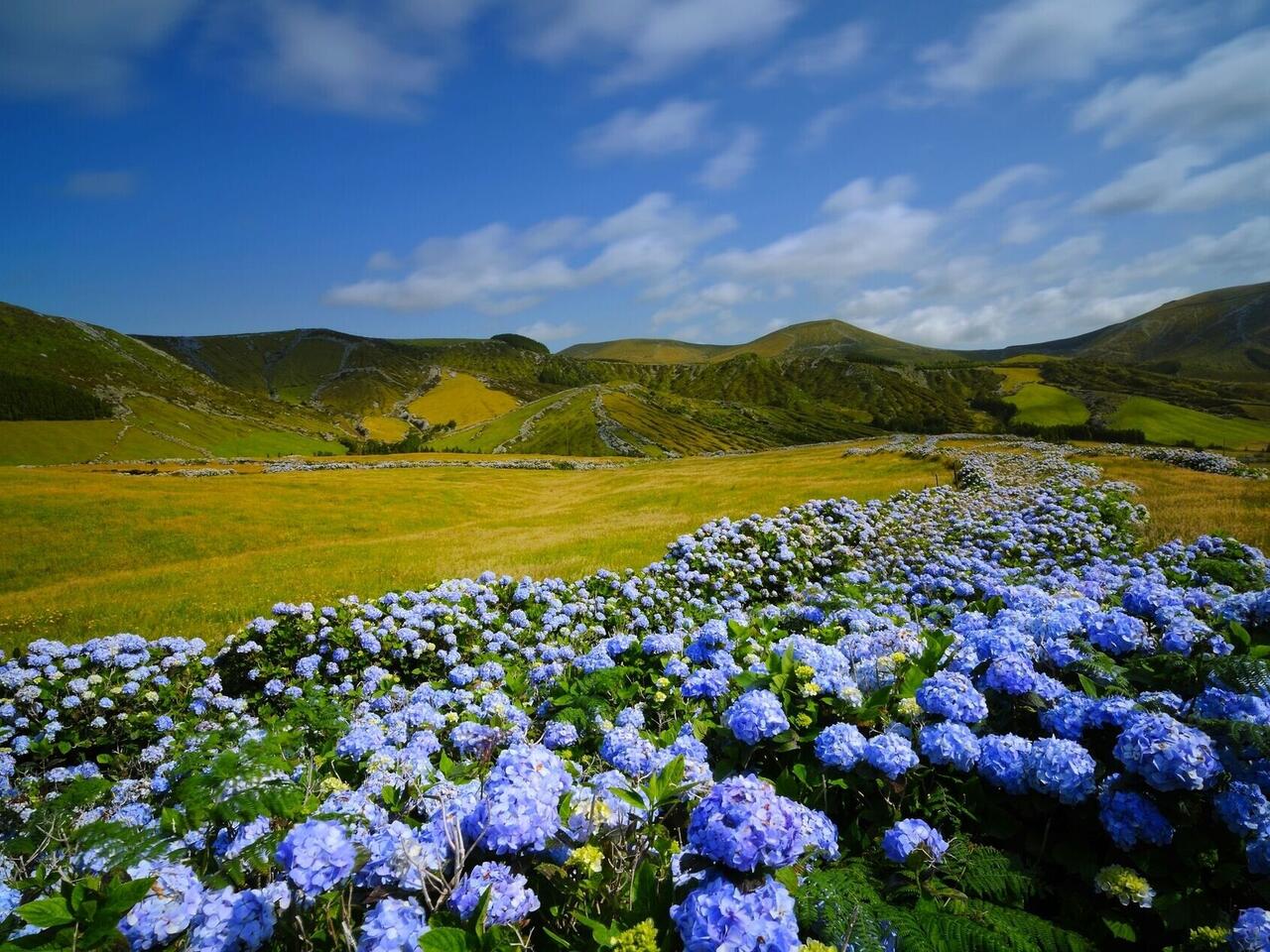 LE BOREAL - L'essentiel des Açores