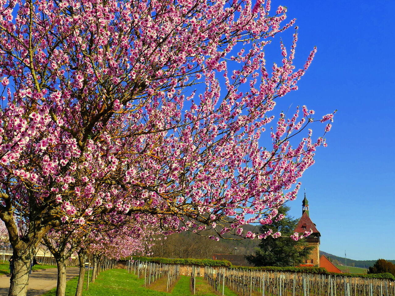 Zur Mandelblüte in die Pfalz