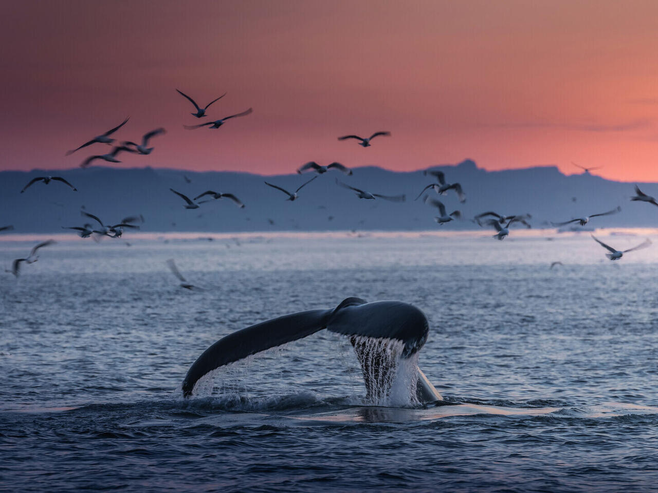 Die große Reise nach Grönland