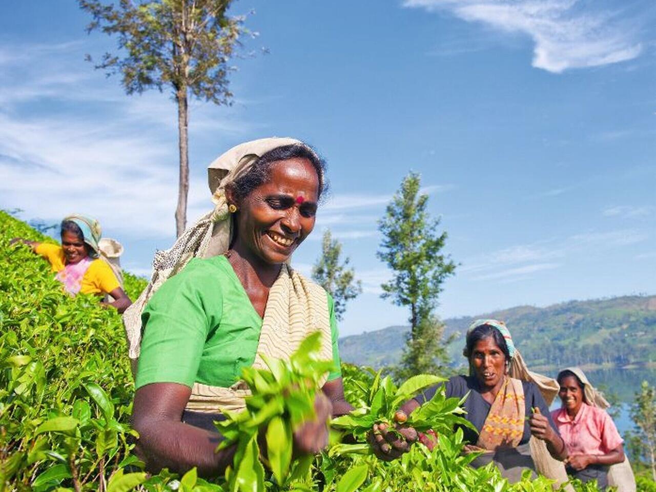 Inselparadies Sri Lanka