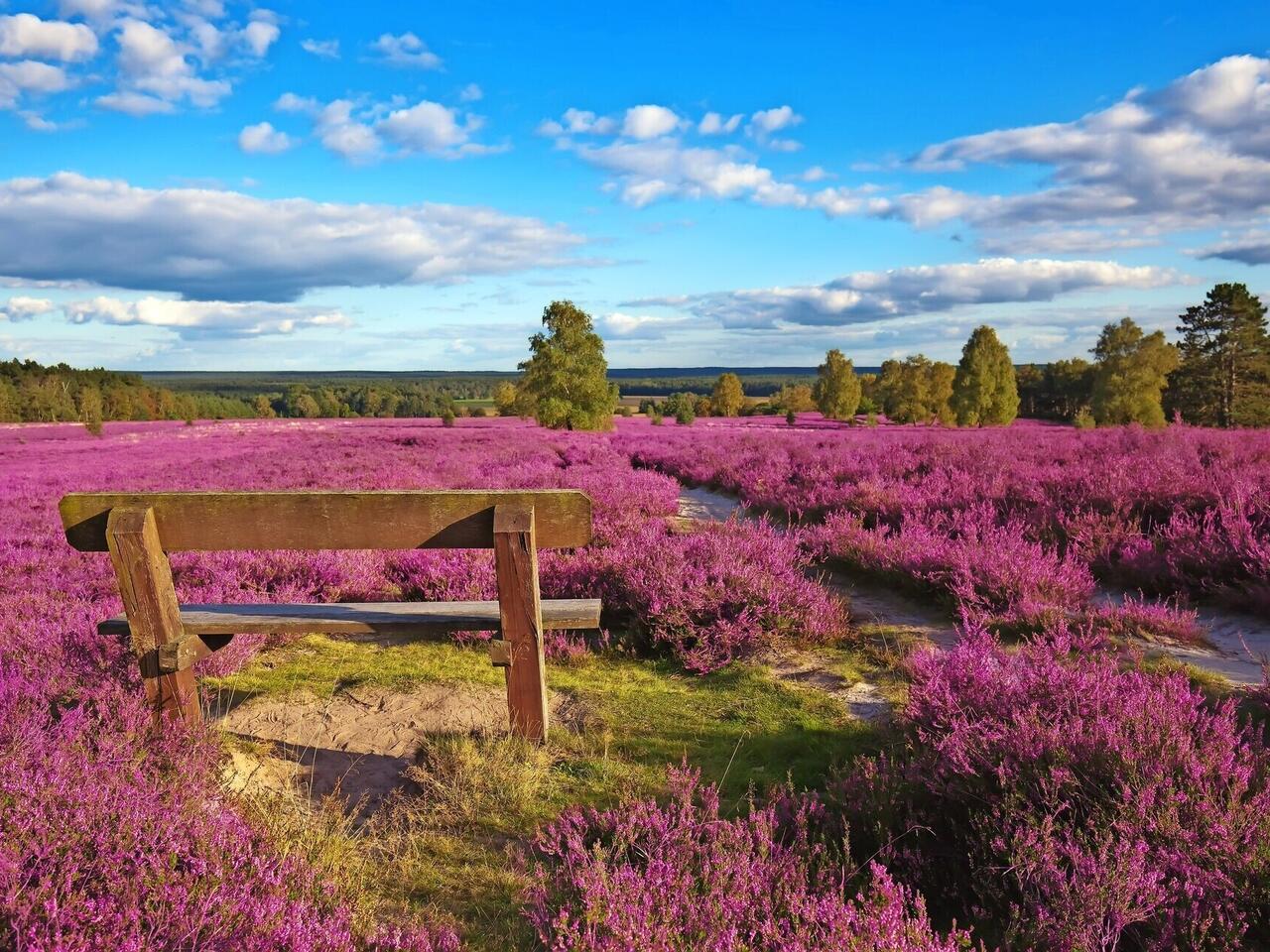Heideblüte in der Lüneburger Heide