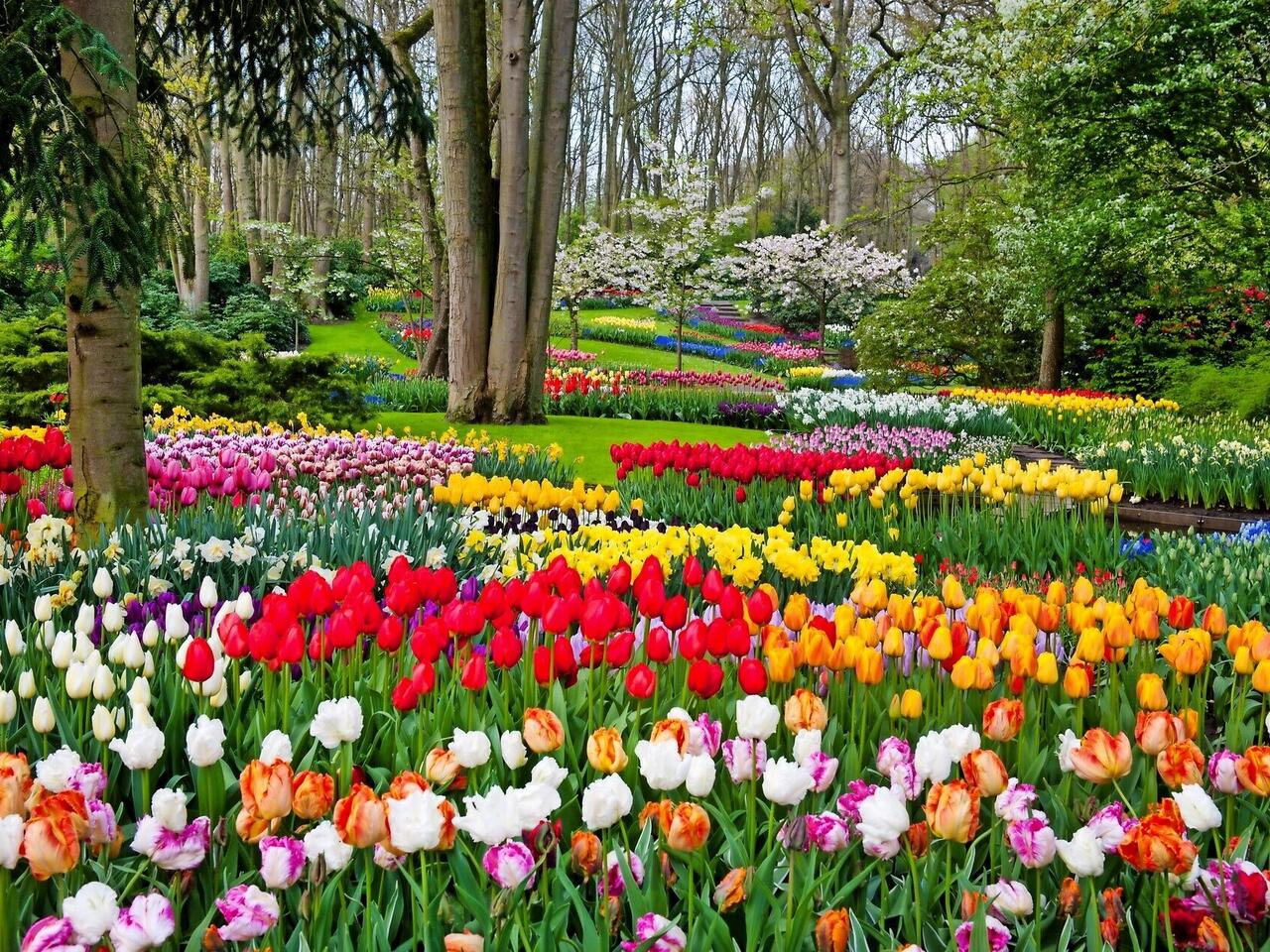 Blütenpracht in Holland