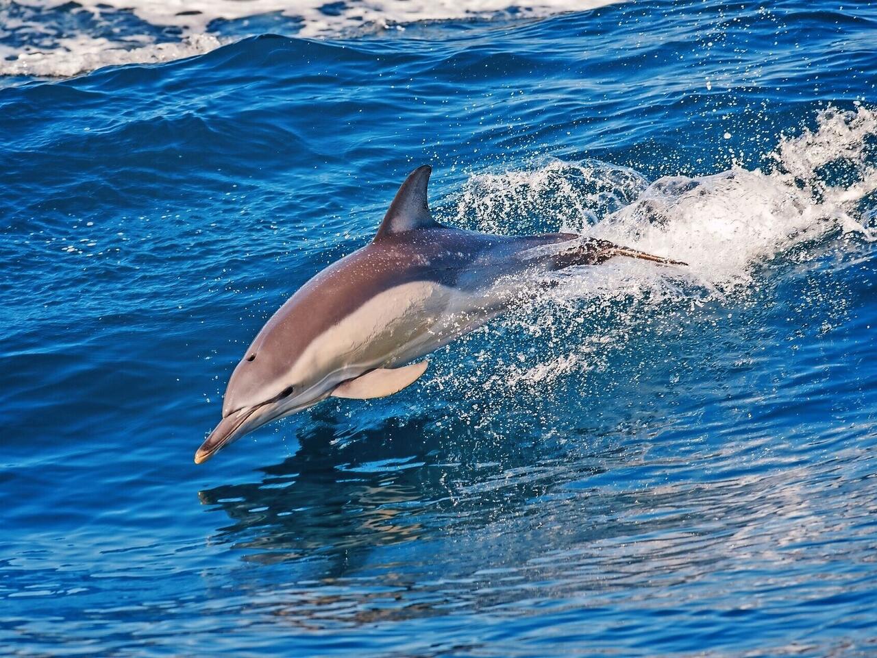 LE BOREAL - L'essentiel des Açores