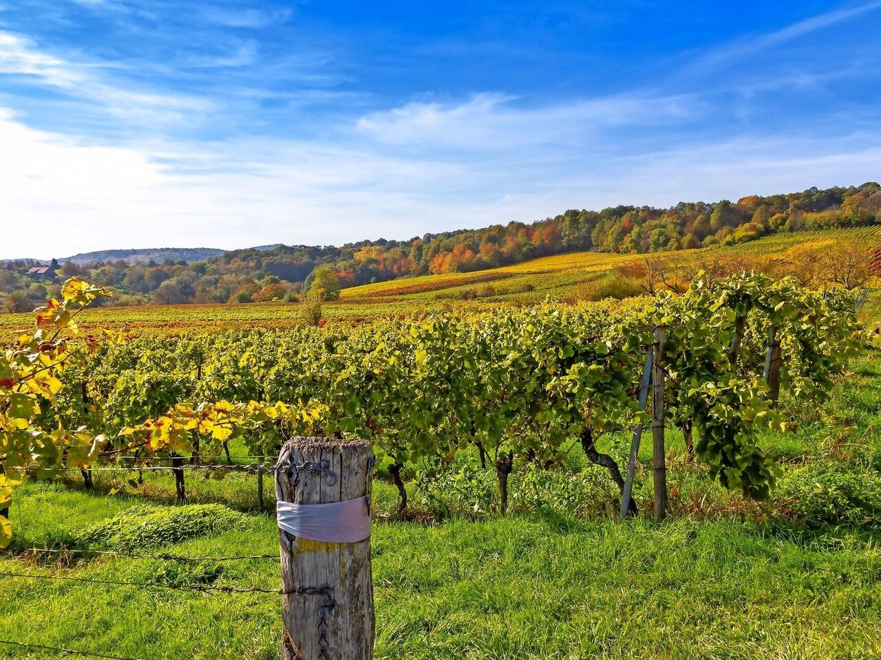 Zur Mandelblüte in die Pfalz